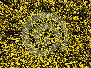 Aerial View of Oilseed Field ready for harvester