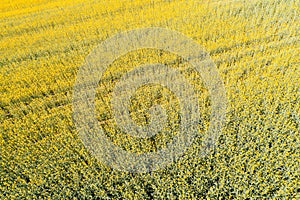 Aerial view of oilseed rape field blooming in springtime