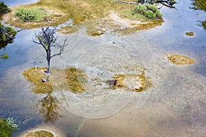 Aerial view Okavango Delta with Hippo