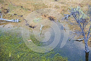 Aerial view Okavango Delta with impalas