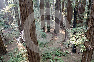 Aerial View of Old-Growth Redwood Forest