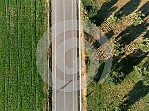 Aerial view of Olive fields with a country road and farm