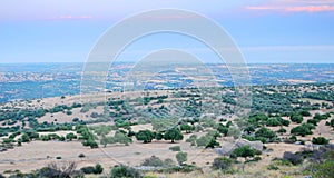 Aerial view of olive groves photo