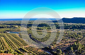 Aerial view of olive groves in Mont-Roig del Camp (Spain).