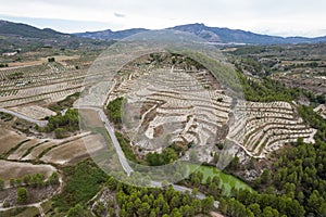 Aerial view of olive plantation .