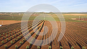 Aerial view of olive tree field