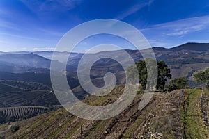 Aerial view of an olive tree and the terraced vineyards in the Douro Valley near the village of Pinhao, Portugal