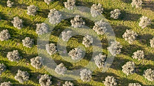 Aerial view of olive trees forming a pattern of perpendicular lines