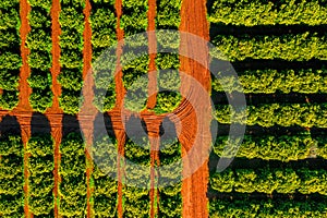 Aerial view of orange grove farm field