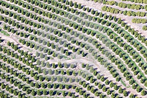 Aerial view of orange grove in Ventura County, Ojai, California
