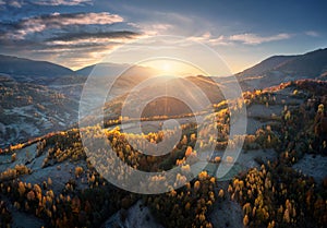 Aerial view of orange trees on the hill in mountains at sunrise