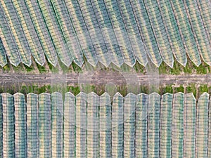 Aerial view of orchard with apple trees during sunset. The fields are covered with a hail net.