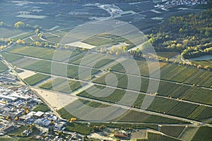 Aerial view of the orchards of Adige valley, South Tyrol, Italy