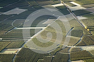 Aerial view of the orchards of Adige valley, South Tyrol, Italy