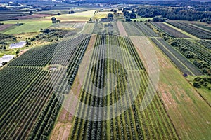 Aerial view of orchards in Czersk village