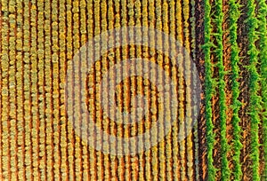 Aerial view ot an Immortelle field near Oklaj in Croatia