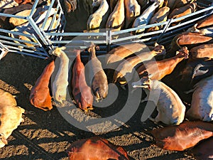 Aerial view of Outback Cattle mustering