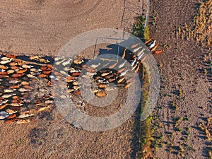 Aerial view of Outback Cattle mustering