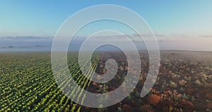 Aerial view over agricultural agronomy fields of wheat plants, sunrise flight with morning fog