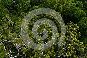 An aerial view over Cairns rainforest, Australia