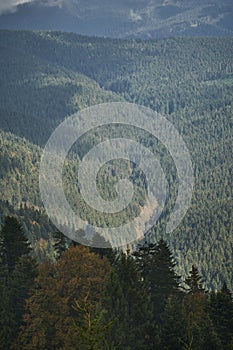 Aerial view over the Carpathian Mountains with green forests and a winding valley