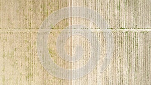 Aerial view over field of crop, premature