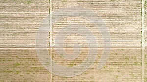 Aerial view over field of crop, premature