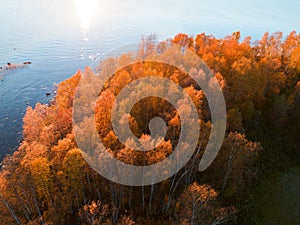 Aerial view over forest during vibrant autumn colors. Aerial view of seashore with stone. Coastline with sand and water. Aerial dr