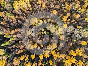 Aerial view over forest during vibrant autumn colors. Aerial view of woods. Aerial autumn forest. Aerial drone view of forest with