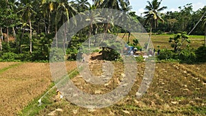 Aerial view over golden rice fields during harvest season, farmers operate grain thresher, separating rich crop. Palms