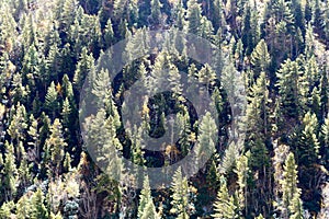 Aerial view over green pine tree forest canopy on Himalayas mountain top. Pine Woods Forest woodland On The Top Of Highland Valley