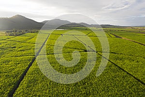 Aerial view over plantation of sugar canes agriculutural landscape in tropical wonderland.