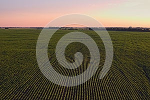 Aerial view over rows of plants at the agricultural fields during sunset on a sunny summer day. Kyiv region, Ukraine