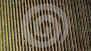 Aerial view over a vineyard