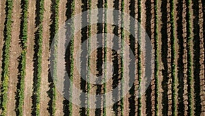 Aerial view over a vineyard