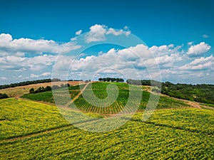 Aerial view over vineyard in Europe