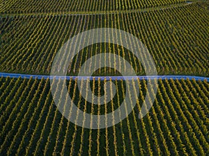 Aerial view over vineyard fields