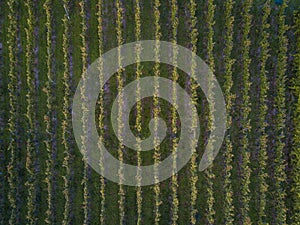 Aerial view over vineyard fields