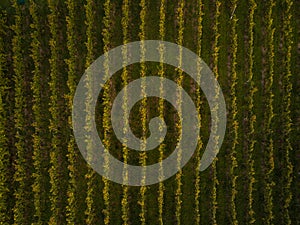 Aerial view over vineyard fields