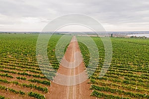 Aerial view over vineyard fields