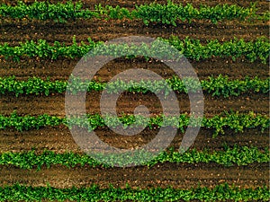 Aerial view over vineyard fields in Italy. Rows of grape vines