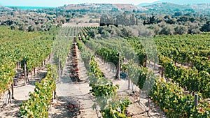 Aerial view over vineyards, grapes agricultural fields