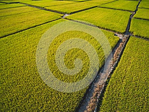 Aerial View of Paddy Field