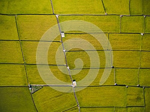 Aerial View of Paddy Field