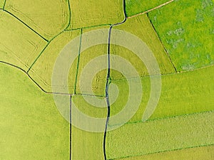 Aerial View of Paddy Field from Dongshan Township, Yilan, Taiwan.