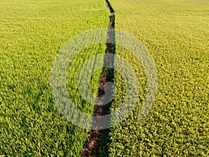 Aerial View of Paddy Field from Dongshan Township, Yilan, Taiwan.