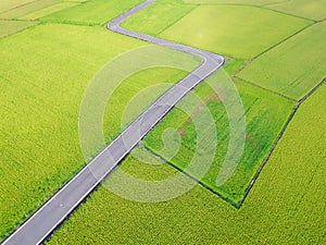 Aerial View of Paddy Field from Dongshan Township, Yilan, Taiwan. photo