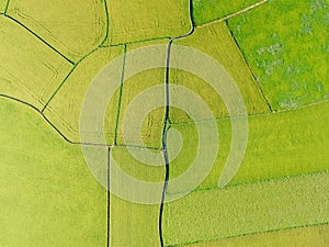 Aerial View of Paddy Field from Dongshan Township, Yilan, Taiwan. photo