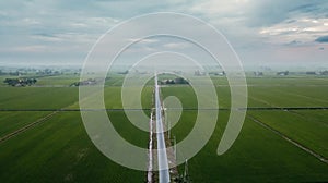 Aerial view of paddy field at Sekinchan, Malaysia. Agriculture landscape. Aerial photography