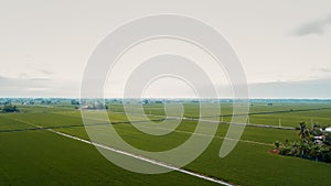 Aerial view of paddy field at Sekinchan, Malaysia. Agriculture landscape. Aerial photography